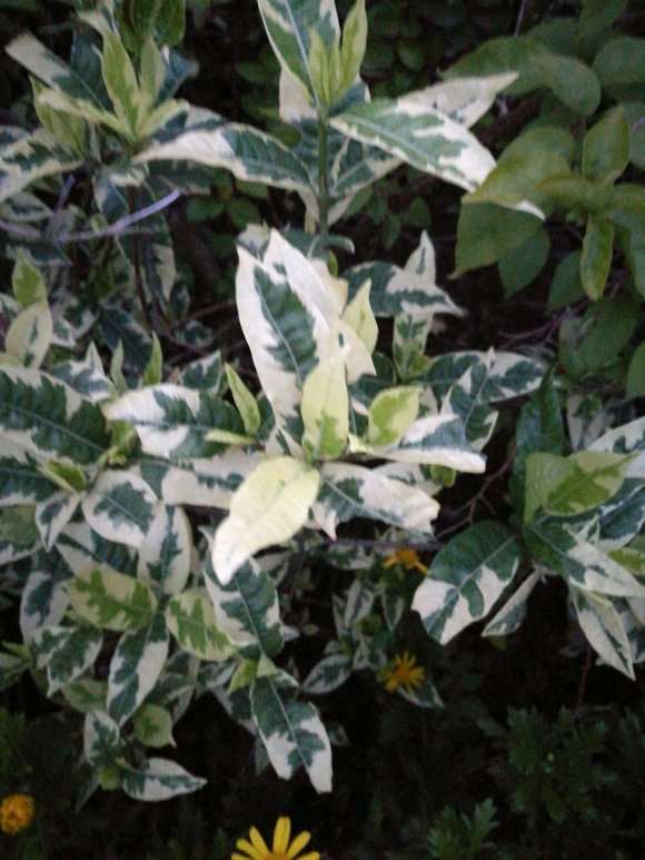 花叶栀子花下山桩能插活吗 图片