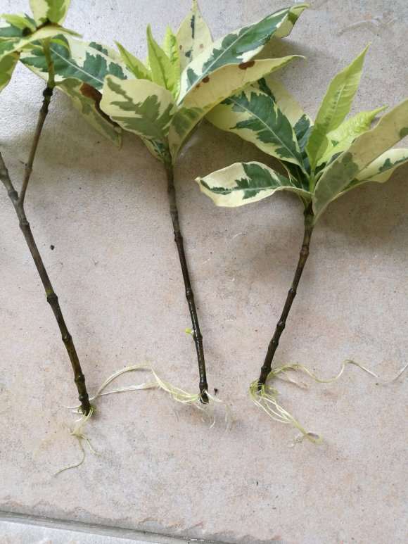 花叶栀子花下山桩能插活吗 图片