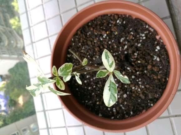 花叶栀子花下山桩能插活吗 图片