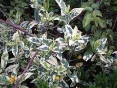 花叶栀子花下山桩能插活吗 图片