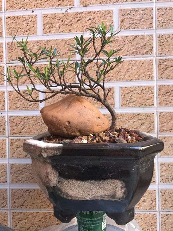 为什么昆山栀子下山桩叶片好厚实 图片