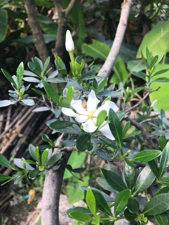 为什么昆山栀子下山桩叶片好厚实 图片