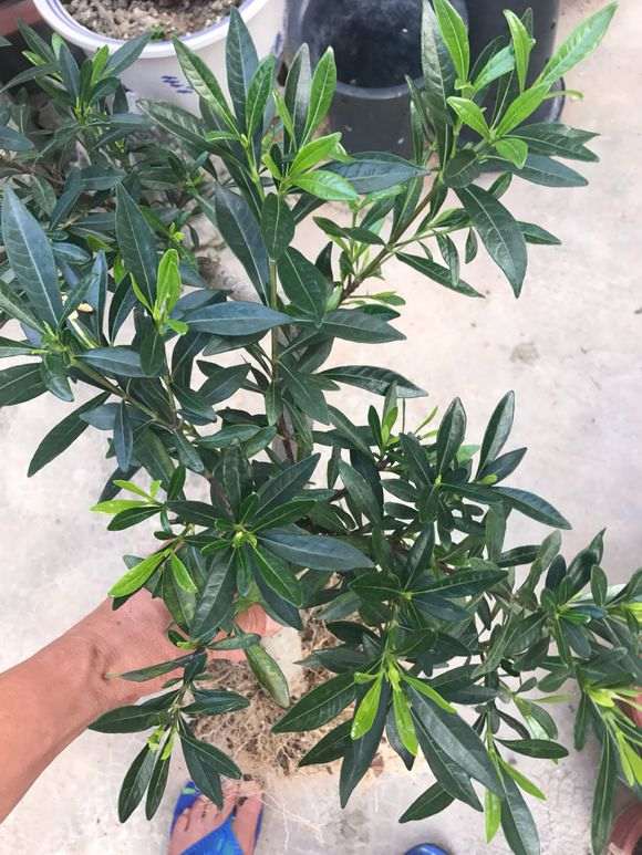 为什么昆山栀子下山桩叶片好厚实 图片