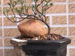 为什么昆山栀子下山桩叶片好厚实 图片