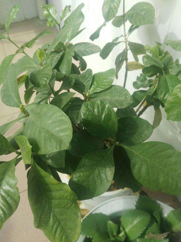 栀子花下山桩是不是得了什么病 图片