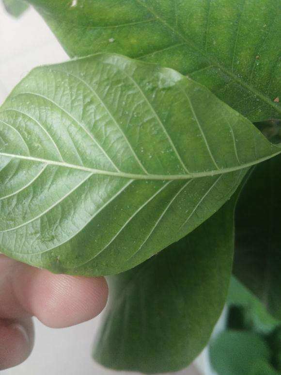 栀子花下山桩是不是得了什么病 图片