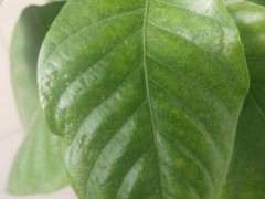 栀子花下山桩是不是得了什么病 图片