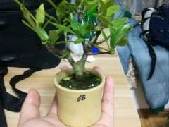 栀子下山桩可以制作小品盆景吗 图片