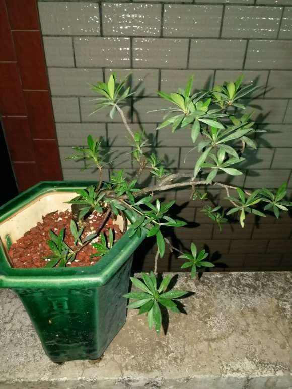 栀子花下山桩怎么种植的经验 图片