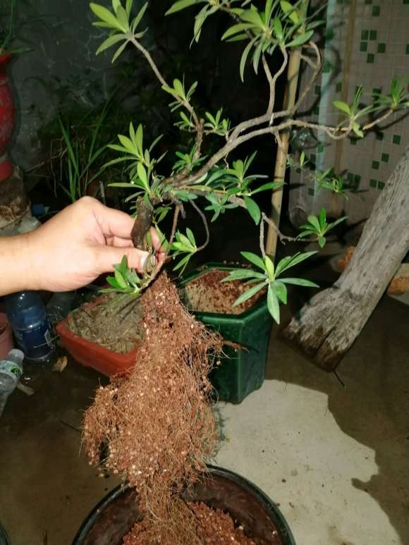 栀子花下山桩怎么种植的经验 图片