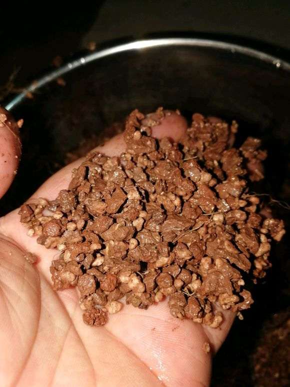 栀子花下山桩怎么种植的经验 图片