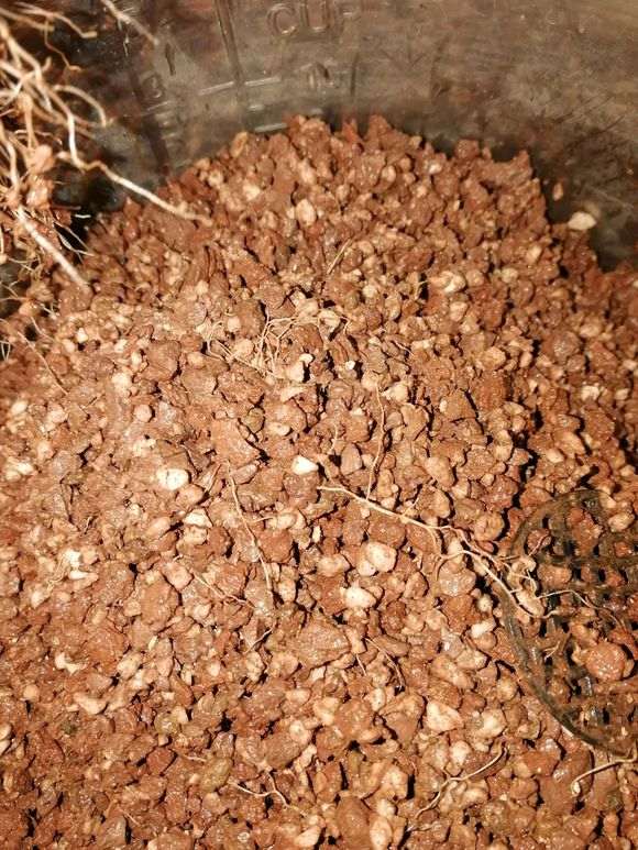 栀子花下山桩怎么种植的经验 图片