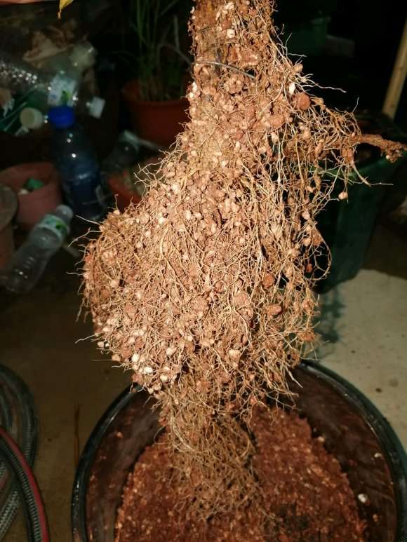 栀子花下山桩怎么种植的经验 图片