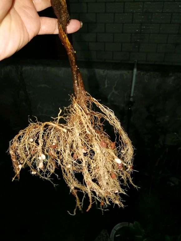 栀子花下山桩怎么种植的经验 图片