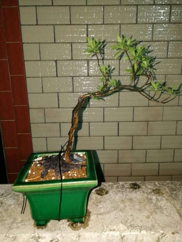 栀子花下山桩怎么种植的经验 图片