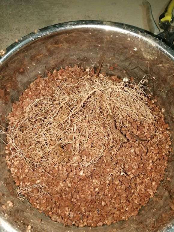 栀子花下山桩怎么种植的经验 图片