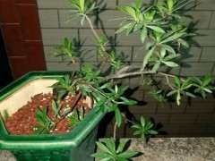 栀子花下山桩怎么种植的经验 图片