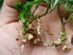 刚下山的栀子花下山桩怎么套袋种植