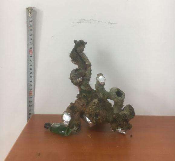 现在栀子下山桩能生根 怎么办 图片