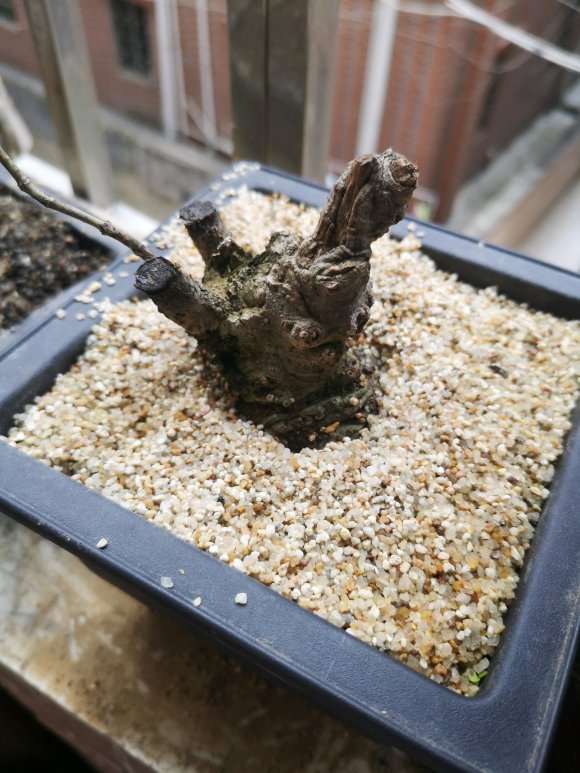 山栀子下山桩种下1个月了 不发芽 怎么办