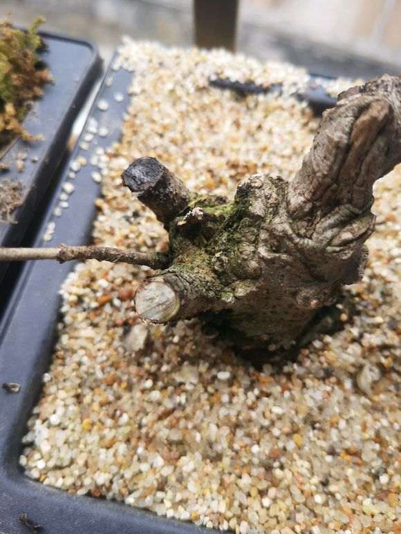 山栀子下山桩种下1个月了 不发芽 怎么办