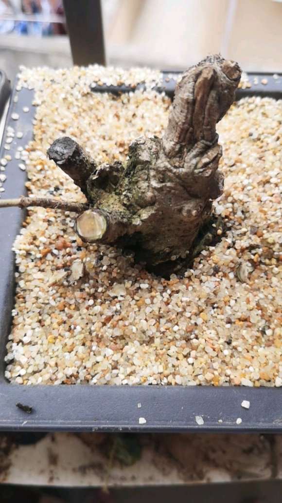 山栀子下山桩种下1个月了 不发芽 怎么办