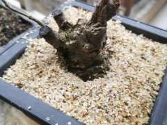 山栀子下山桩种下1个月了 不发芽 怎么办