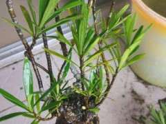 栀子花下山桩长得慢 怎么办 图片