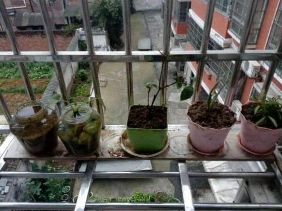 栀子花下山桩 不知道能活吗 图片