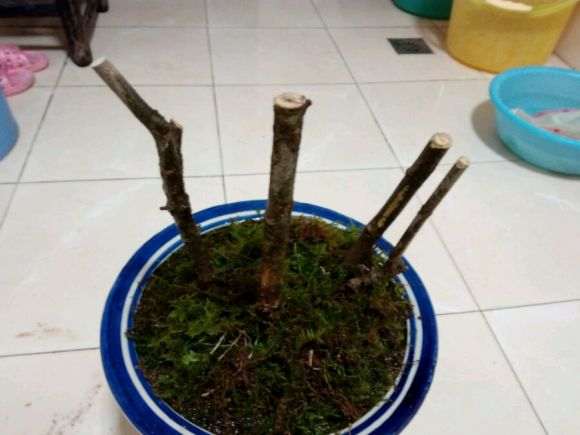 栀子花下山桩 不知道能活吗 图片