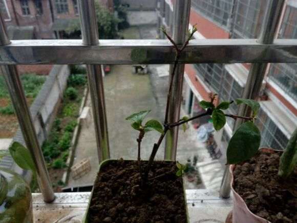 栀子花下山桩 不知道能活吗 图片