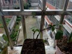 栀子花下山桩 不知道能活吗 图片