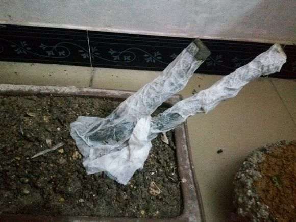 栀子下山桩 没细根能活不 怎么办 图片