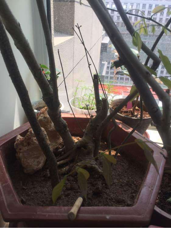 栀子下山桩 还没发芽 怎么办 图片