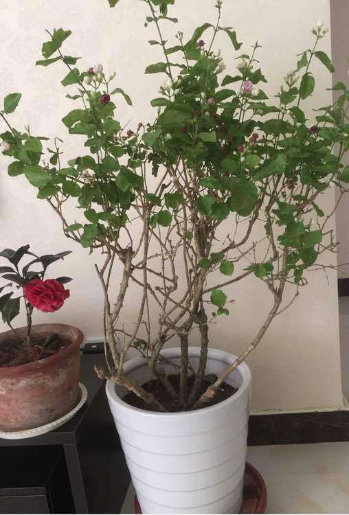 栀子下山桩 还没发芽 怎么办 图片