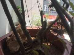 栀子下山桩 还没发芽 怎么办 图片