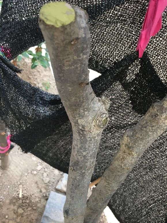 栀子下山桩 老不长叶子 怎么办 图片