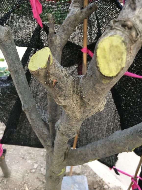 栀子下山桩沙培缠膜 老不长叶子 图片