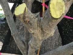 栀子下山桩沙培缠膜 老不长叶子 图片