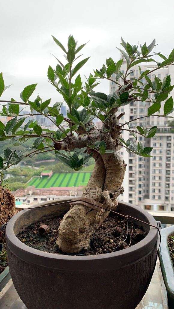 海岛栀子花下山桩半年了 怎么样 图片