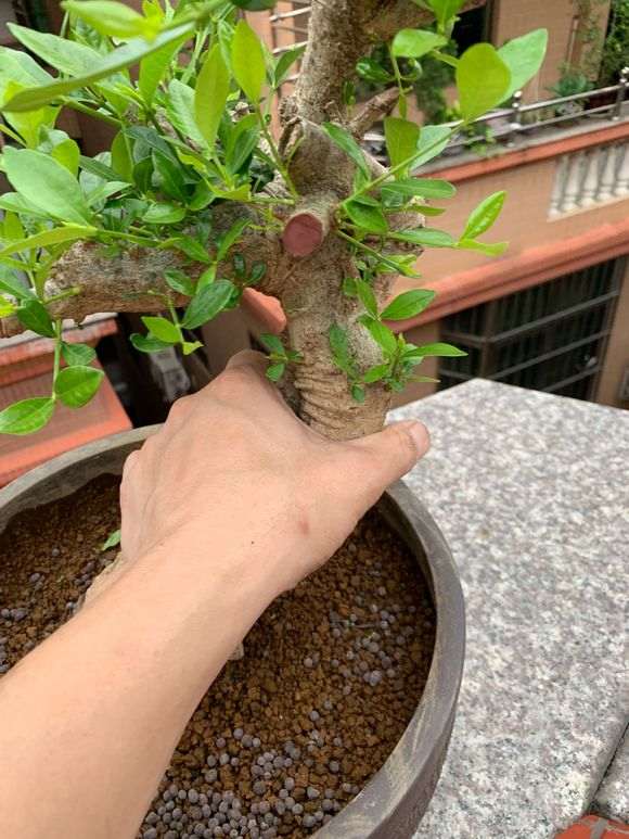 海岛栀子花下山桩半年了 怎么样 图片