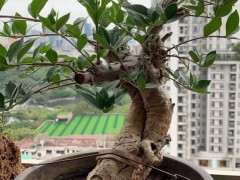 海岛栀子花下山桩半年了 可以吗 图片