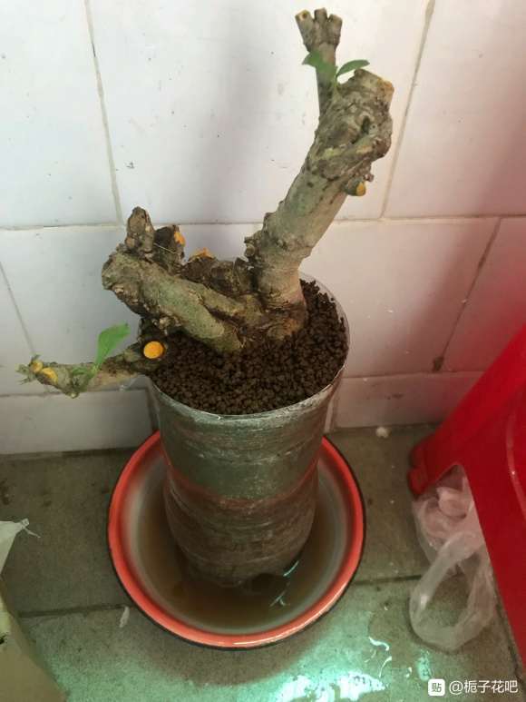小叶栀子下山桩多久能生根 怎么办 图片