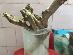 小叶栀子下山桩多久能生根 怎么办 图片