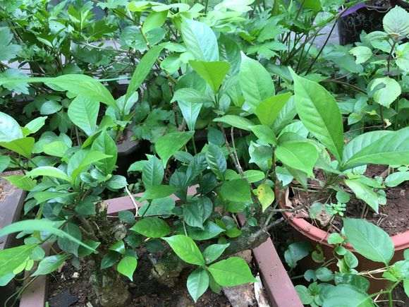 春天种2棵栀子下山桩 没开花 图片