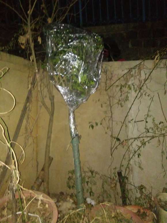 保鲜膜包的是栀子 怎么样 5年了 图片