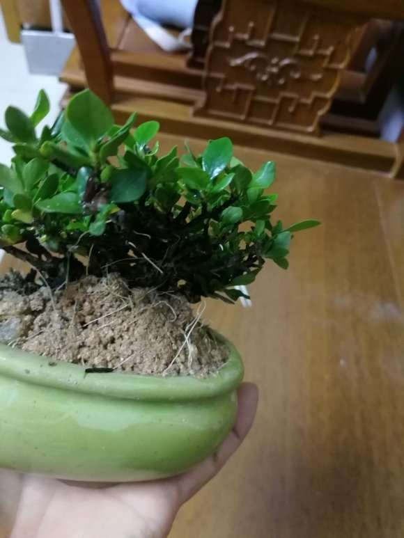 栀子下山桩需要泡生根粉吗 怎么办 图片