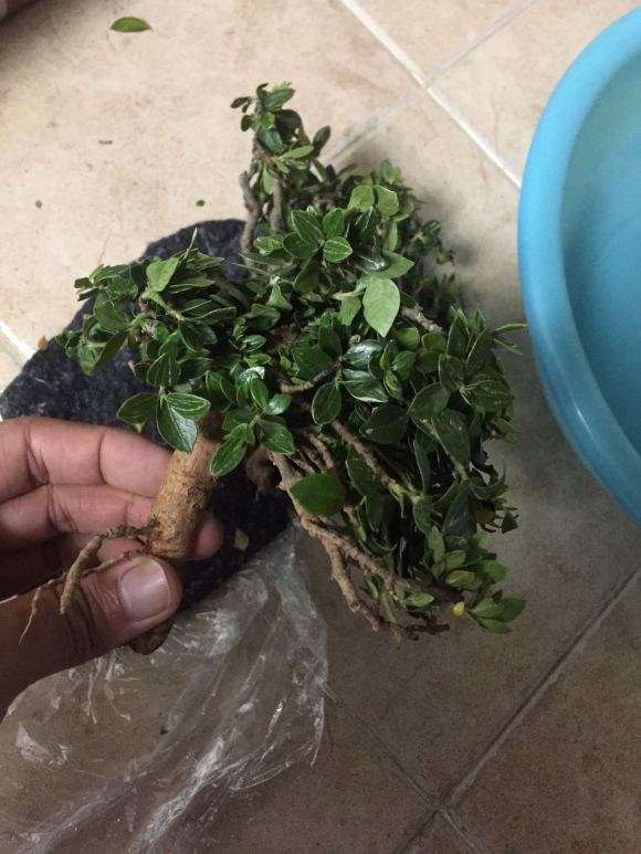 栀子下山桩需要泡生根粉吗 怎么办 图片