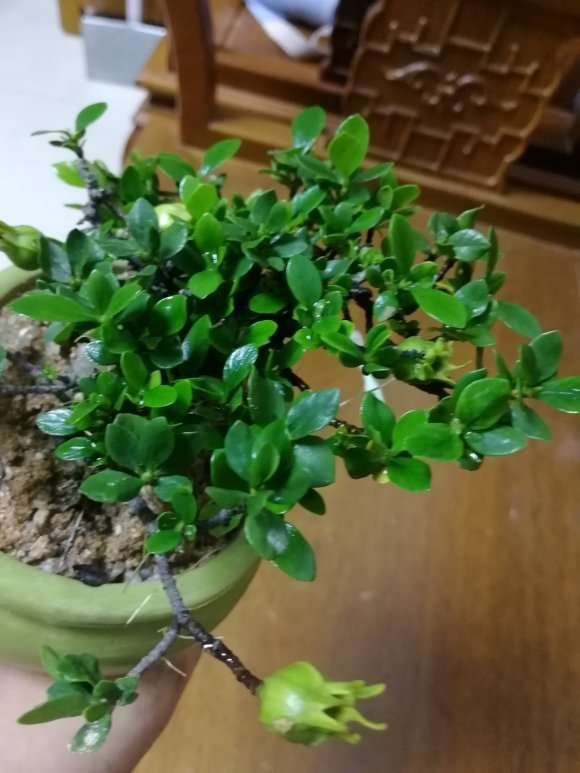 栀子下山桩需要泡生根粉吗 怎么办 图片