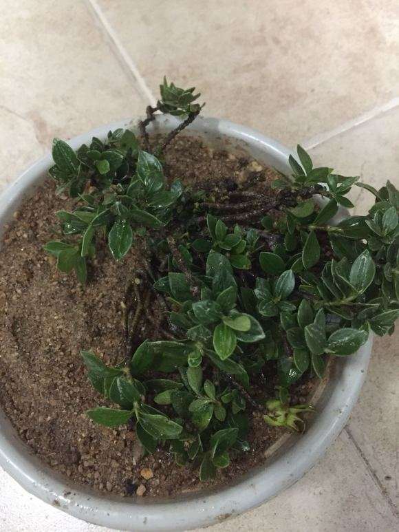 栀子下山桩需要泡生根粉吗 怎么办 图片